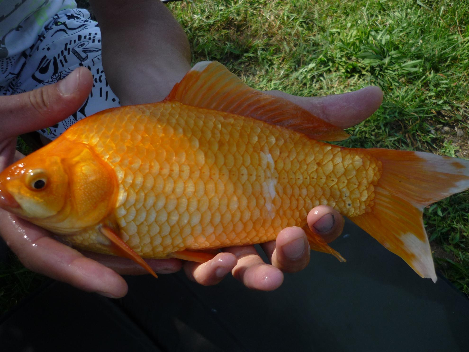 turulung - p1050586.JPG